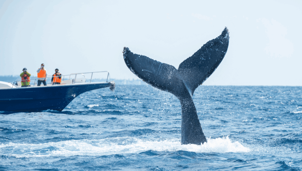 Boating with Wildlife