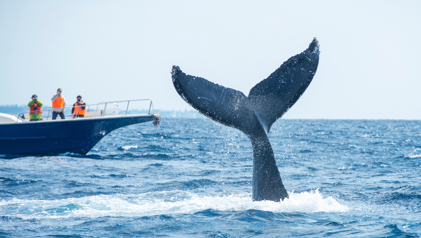 Boating with Wildlife